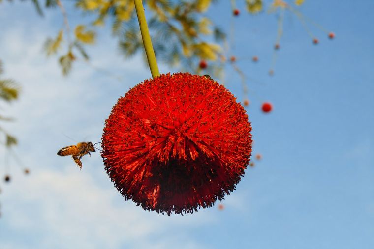 Flor do cerrado com abelha, na Chapada das Mesas