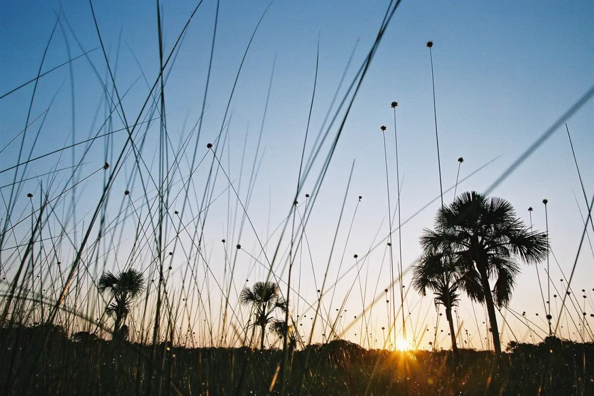 Capim dourado em contraluz no pôr do sol do cerrado tocantinense