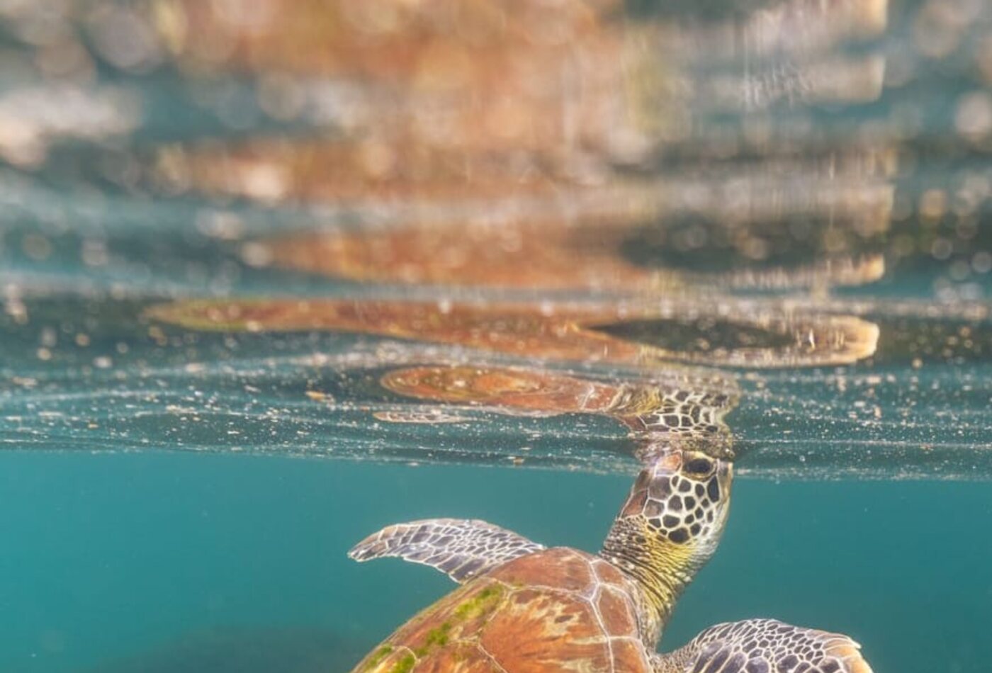Tartaruga marinha nadando nas &aacute;guas de Fernando de Noronha