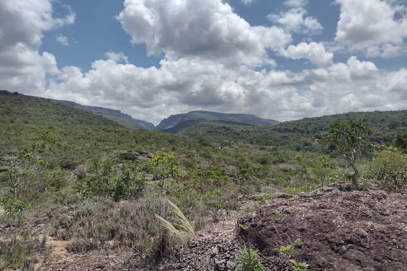 Gerais de altitude da Chapada Diamantina