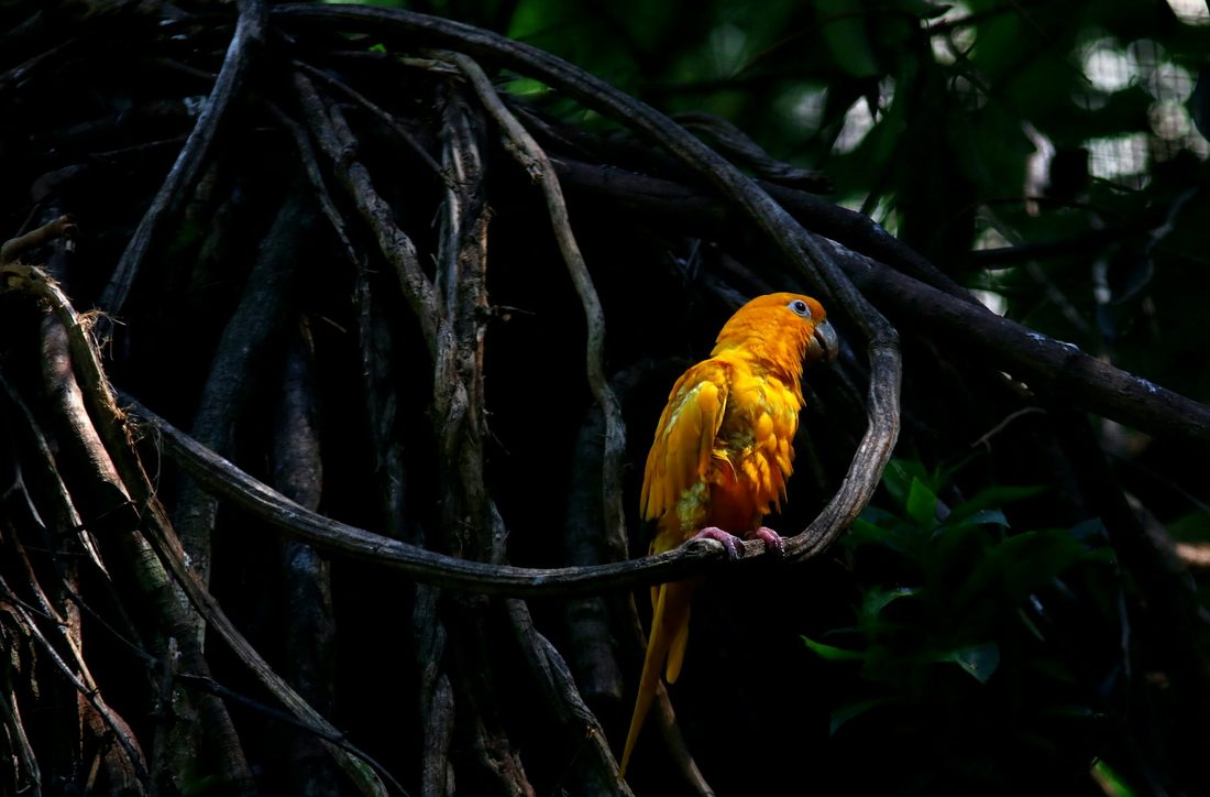 Ave de plumagem amarela e laranja em galho, no Parque das Aves