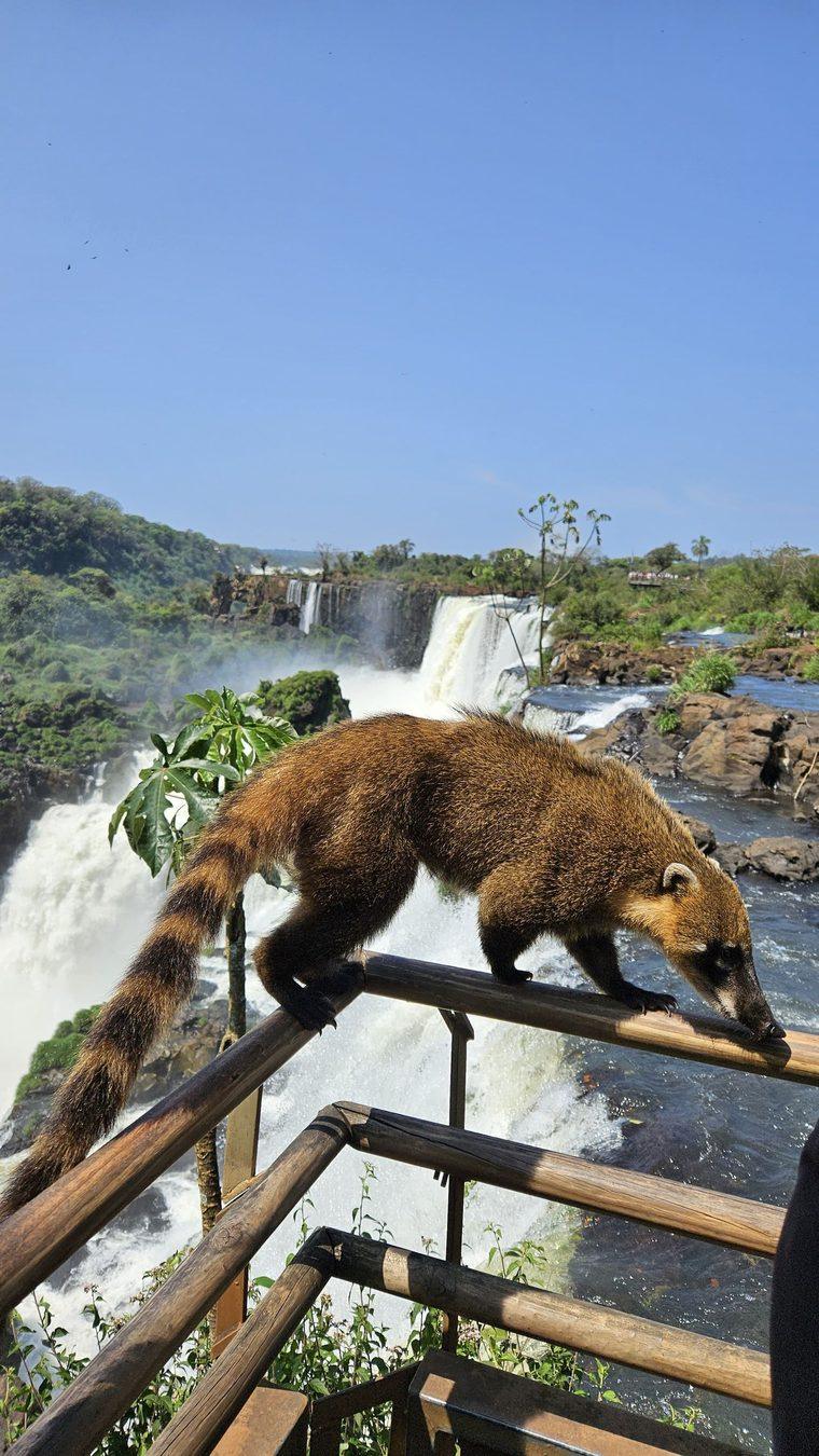 Quati no guarda-corpo da passarela das Cataratas