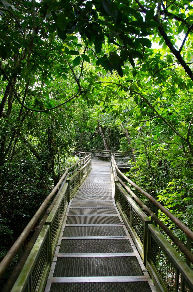 Passarela de madeira em meio à Mata Atlântica do Parque Nacional do Iguaçu