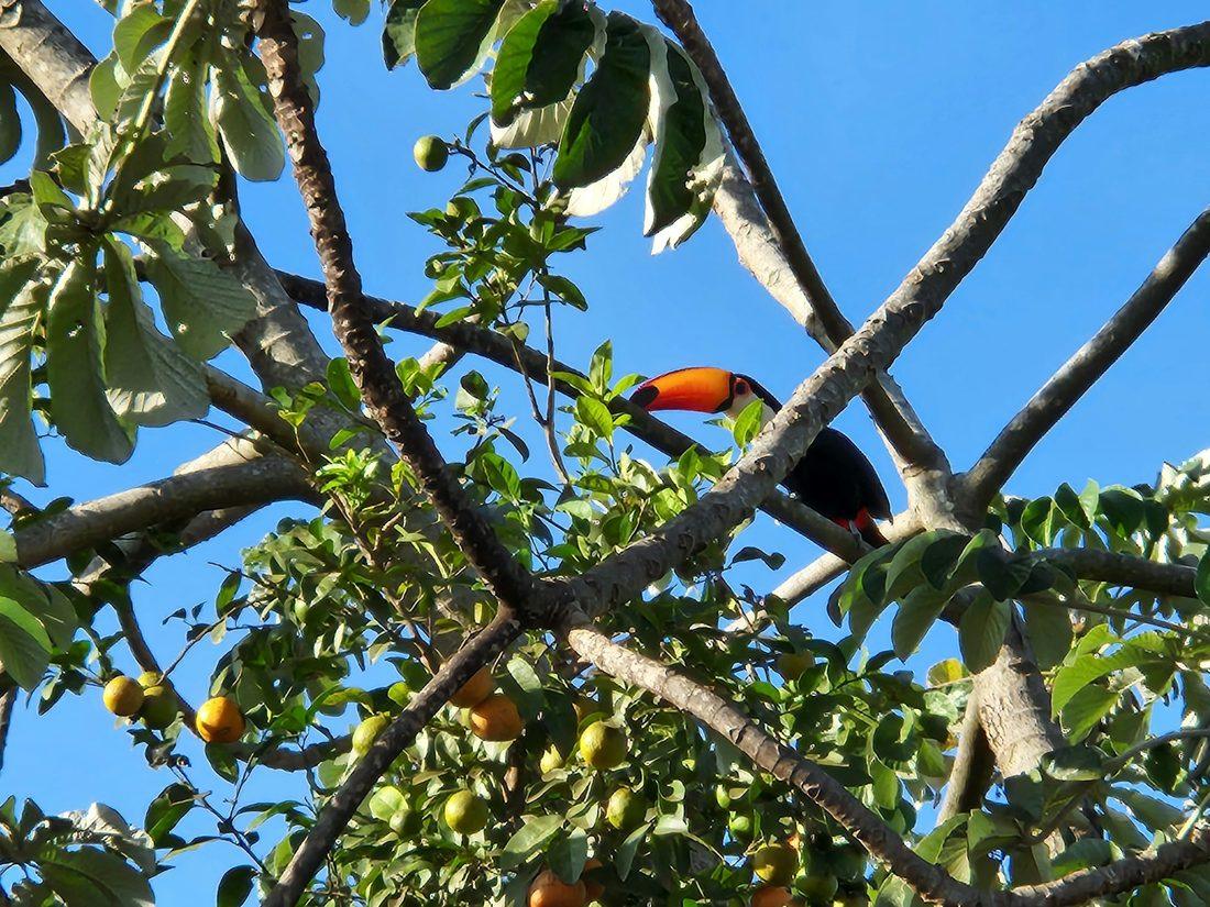 Tucano-toco em galho, comendo fruta