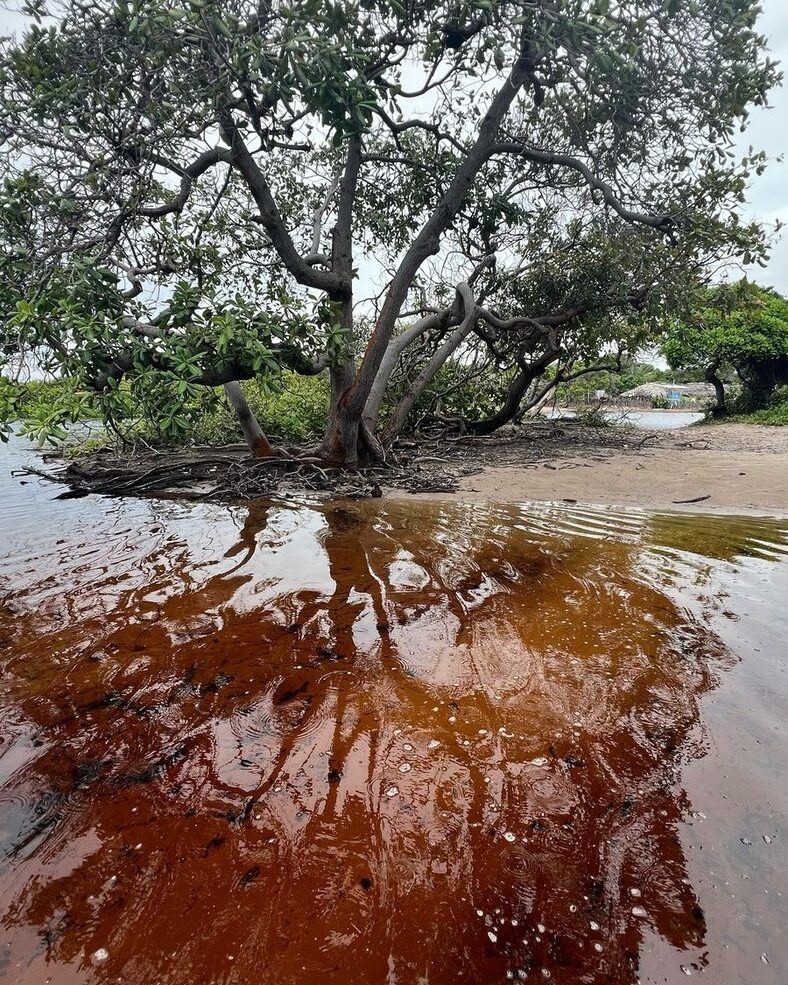 Espelho d'água escuro refletindo a vegetação na margem