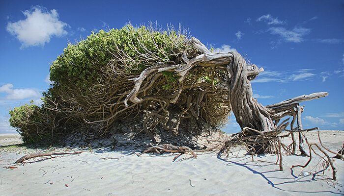 Árvore da Preguiça, cajueiro deitado na areia em Jericoacoara