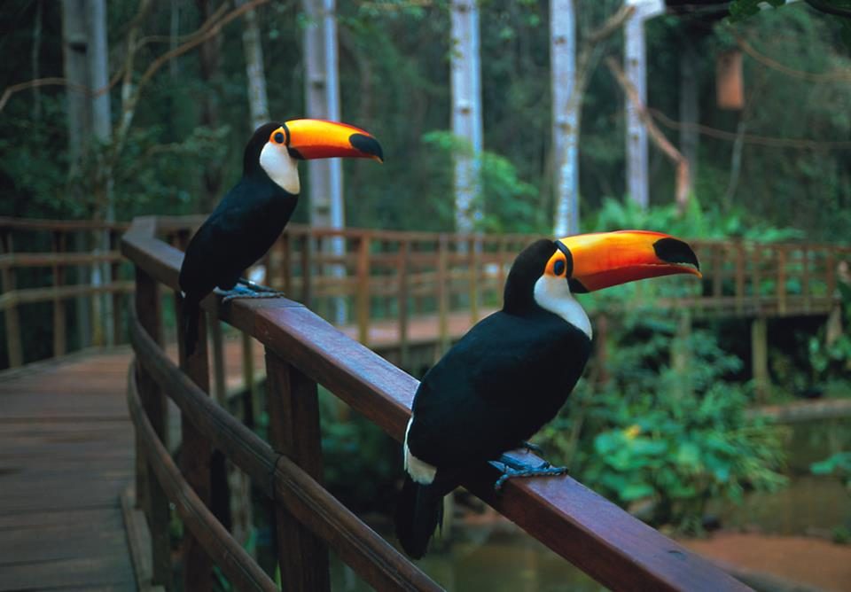 Tucanos no Parque das Aves, em Foz do Iguaçu