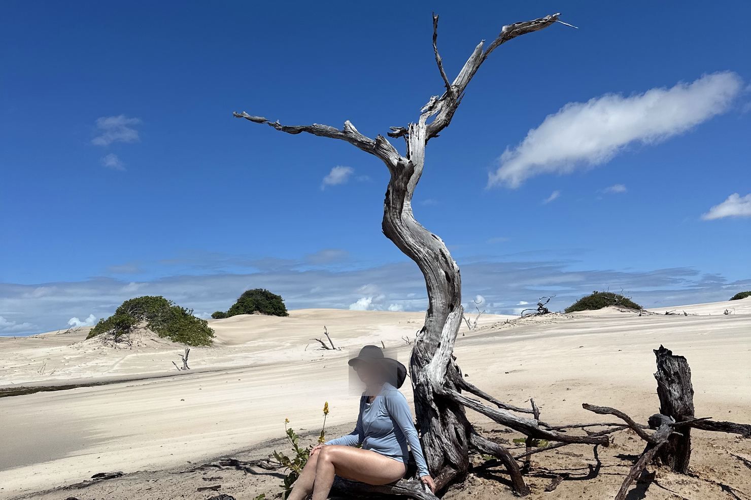 &Aacute;rvore seca no meio das dunas dos Len&ccedil;&oacute;is Maranhenses